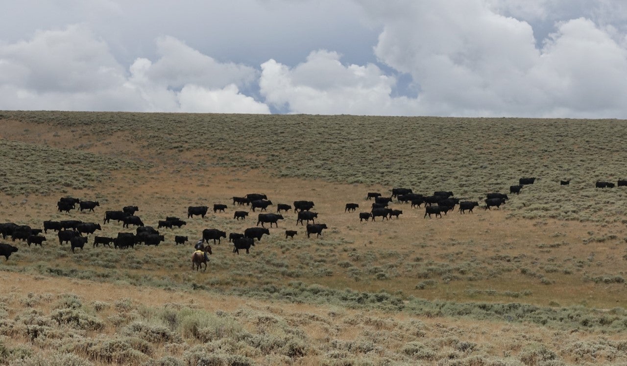 A field with black cows
